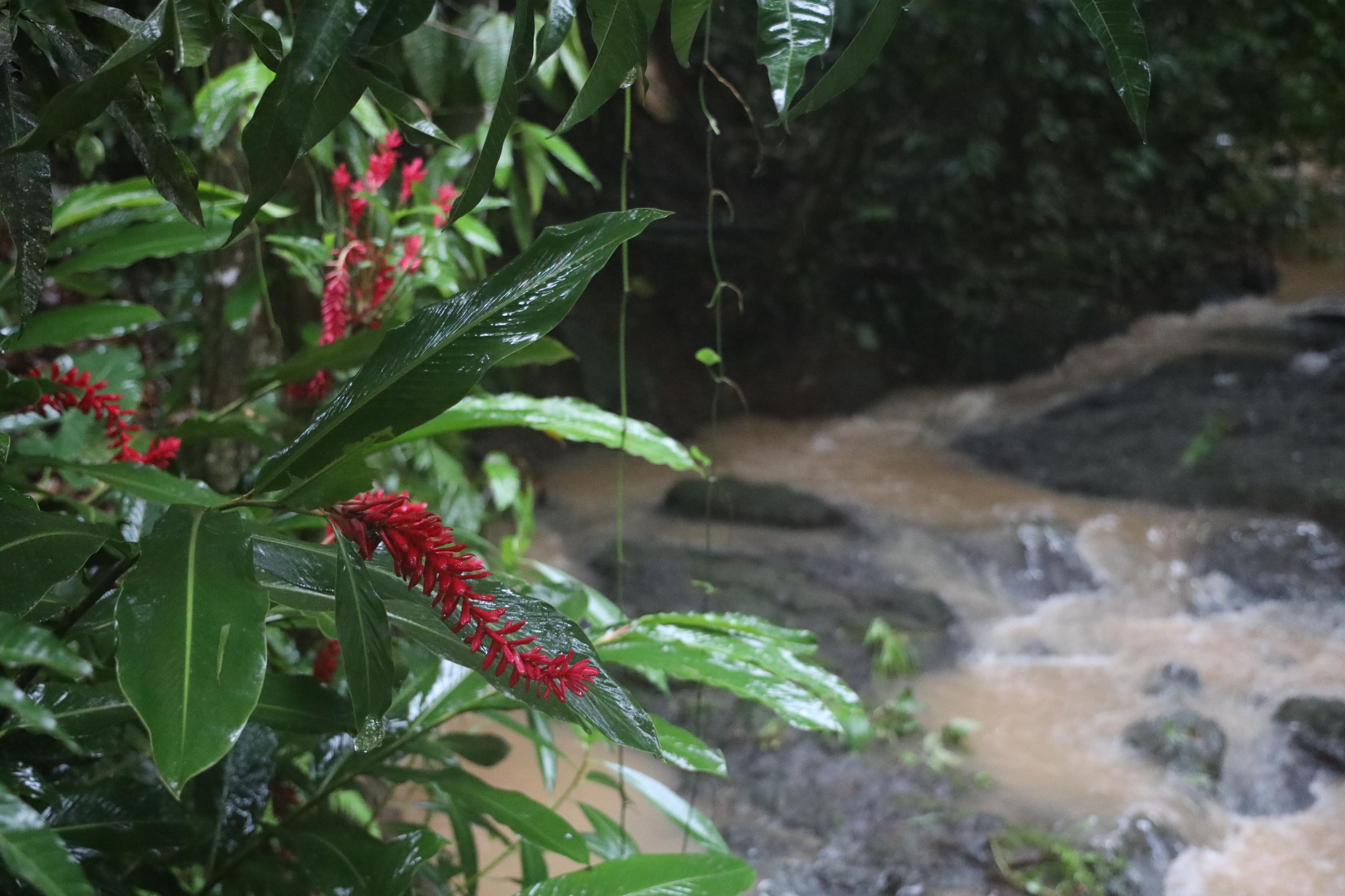 Ecotica Boutique Hotel (Adults Only) Manuel Antonio Buitenkant foto